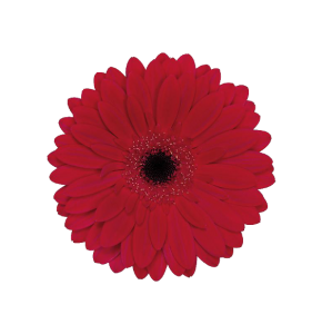 ΖΕΡΜΠΕΡΑ ΚΟΚΚΙΝΗ Χ25 GERBERA GR BARONES X25  